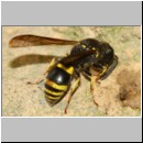 Ancistrocerus nigricornis - Lehmwespe 18b 9mm beim Nestverschluss in Lehmwand.jpg